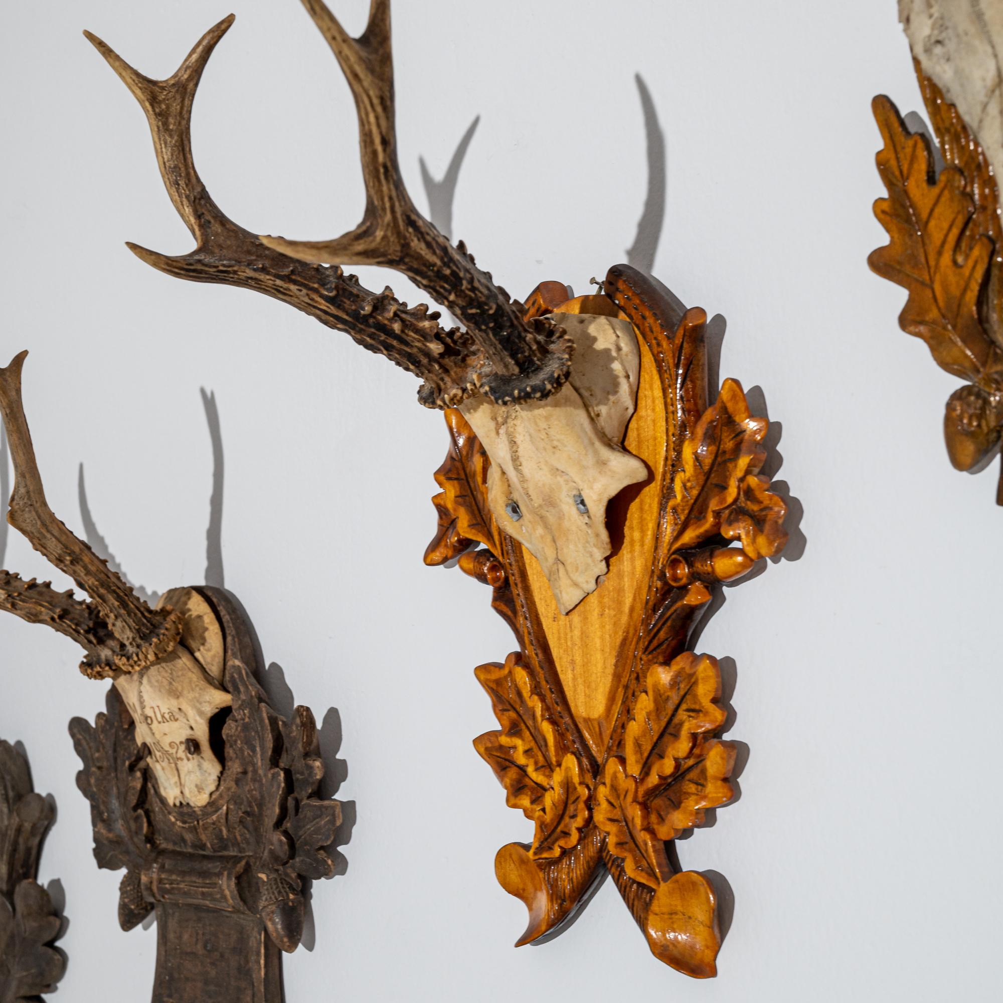 Wood Vintage Decorative Roe Deer Skulls from Central Europe