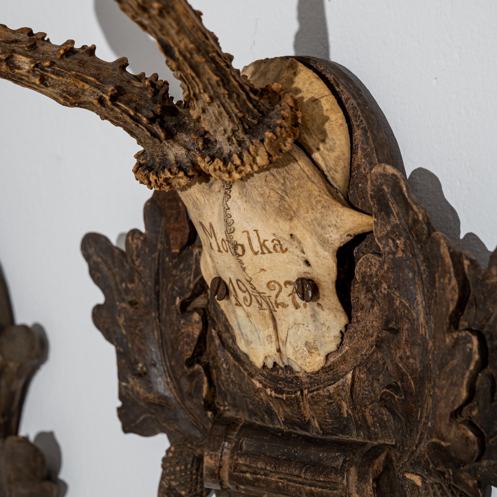 Vintage Decorative Roe Deer Skulls from Central Europe 1