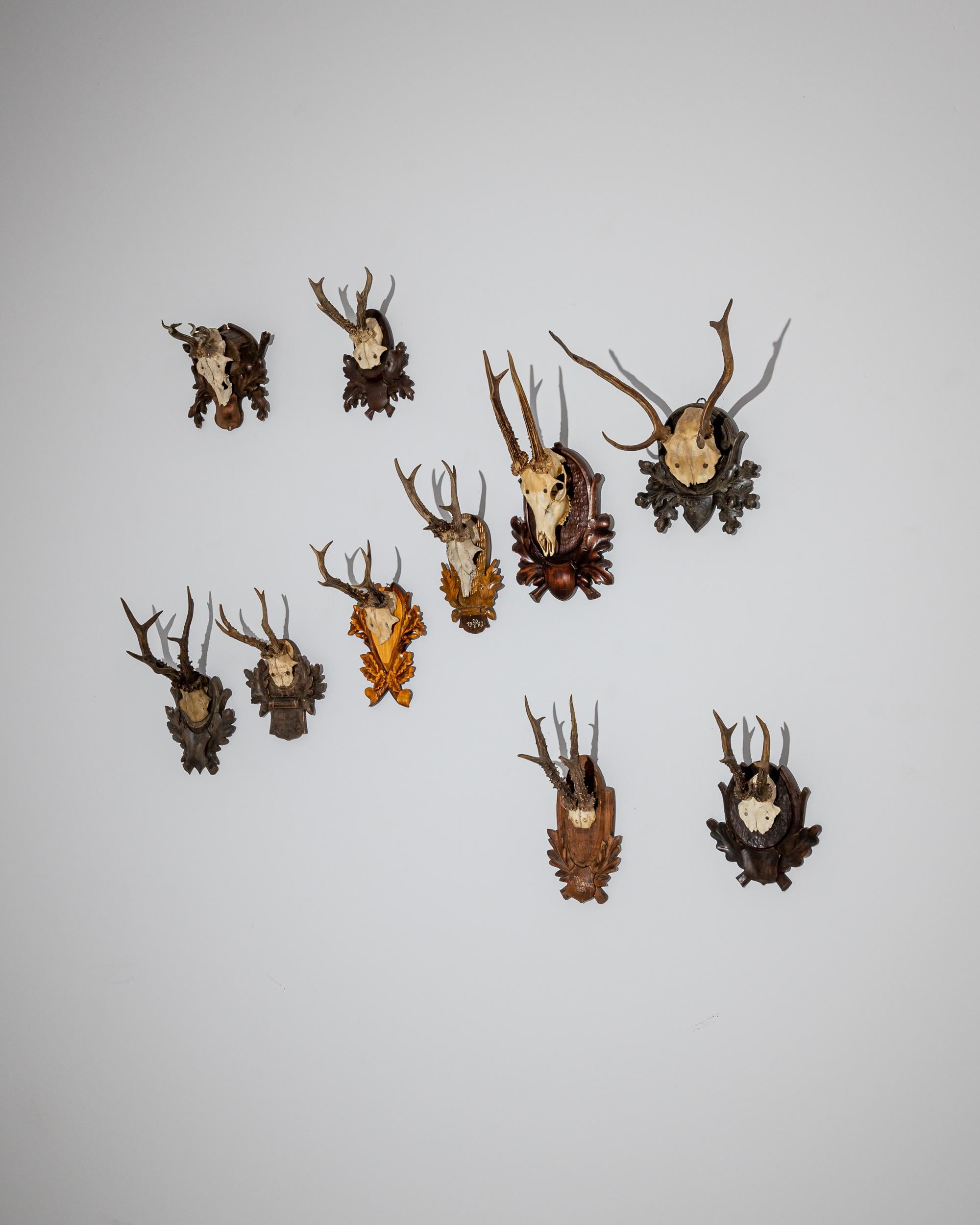Rustic Vintage Decorative Roe Deer Skulls from Central Europe