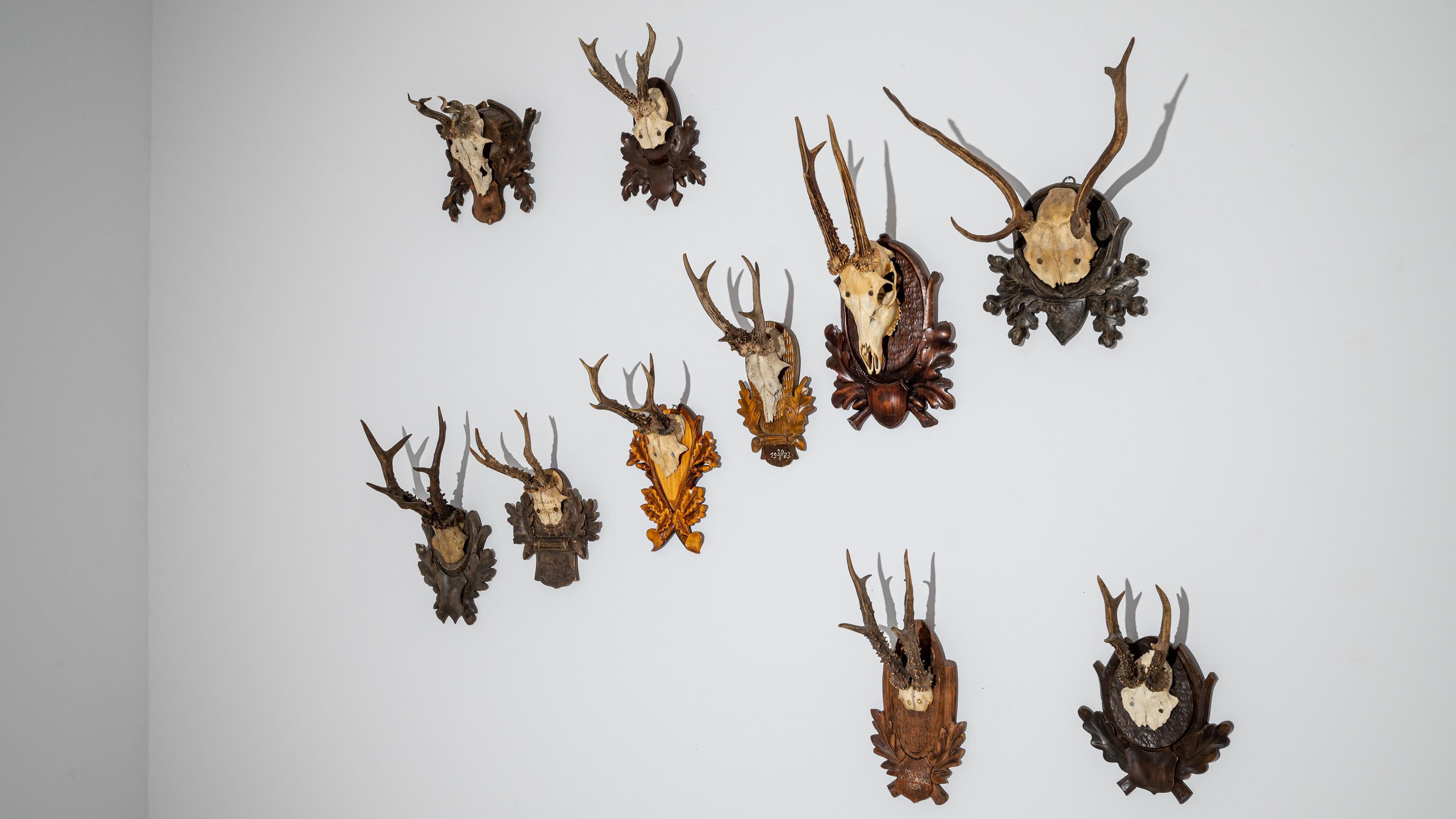 20th Century Vintage Decorative Roe Deer Skulls from Central Europe