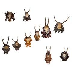 Vintage Decorative Roe Deer Skulls from Central Europe