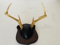 Vintage Deer Antlers Trophy on Board