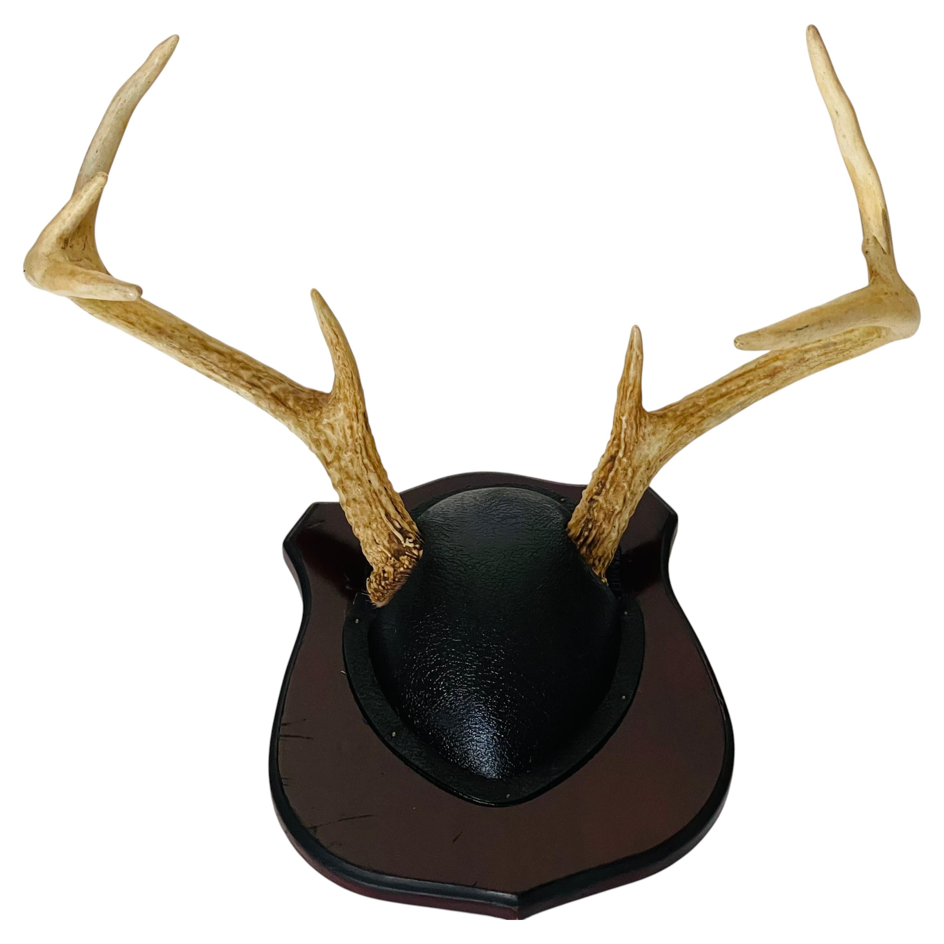 Trophée vintage en bois de cerf sur socle