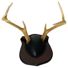Vintage Deer Antlers Trophy on Board