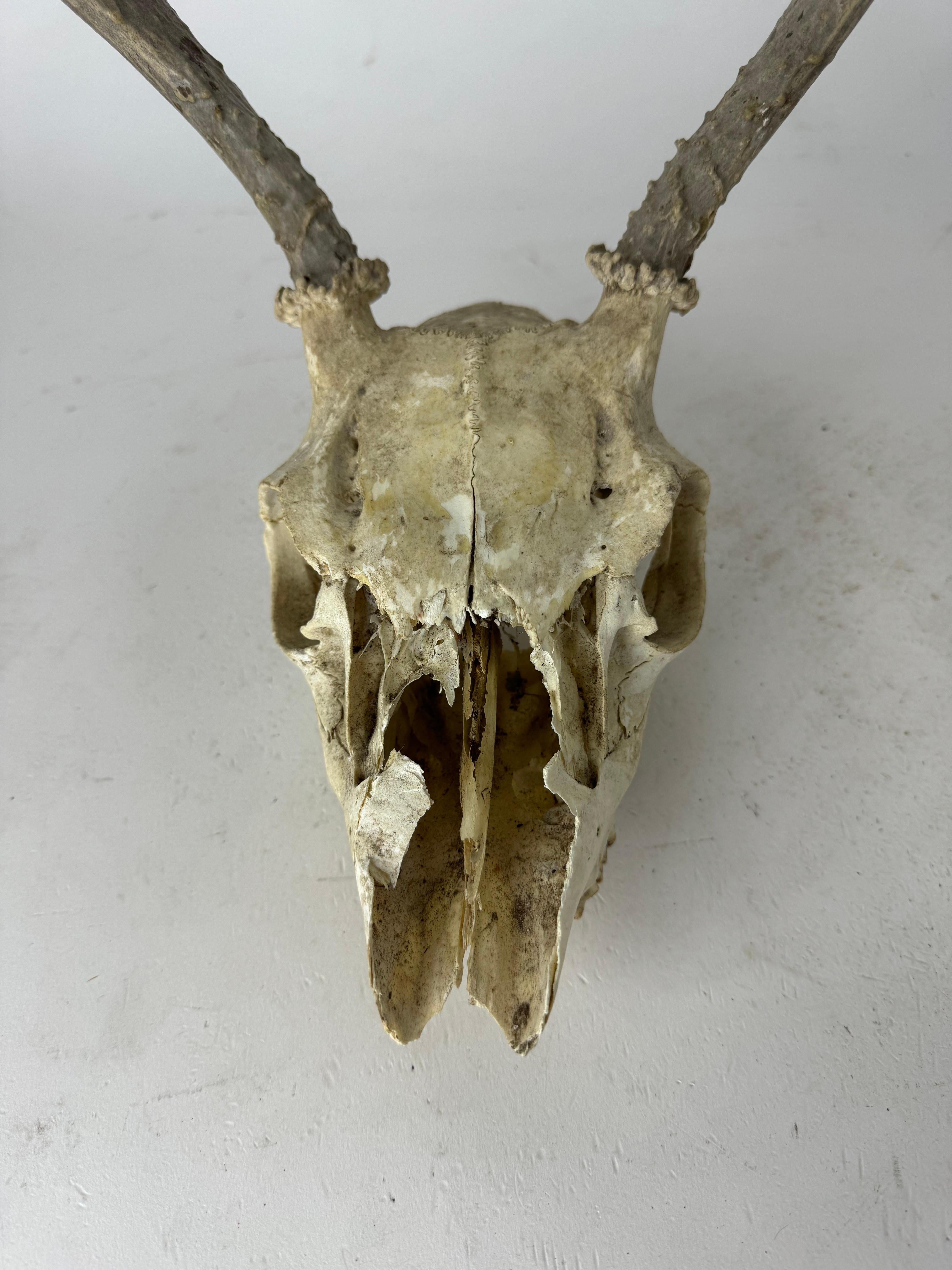 Vintage Deer Skull with Antlers, This is a Unique Decor Piece for Sale ! 

Libérez le charme rustique avec notre crâne de cerf vintage unique avec des bois, parfait pour ajouter du caractère à votre espace. Cette pièce intrigante met en valeur la
