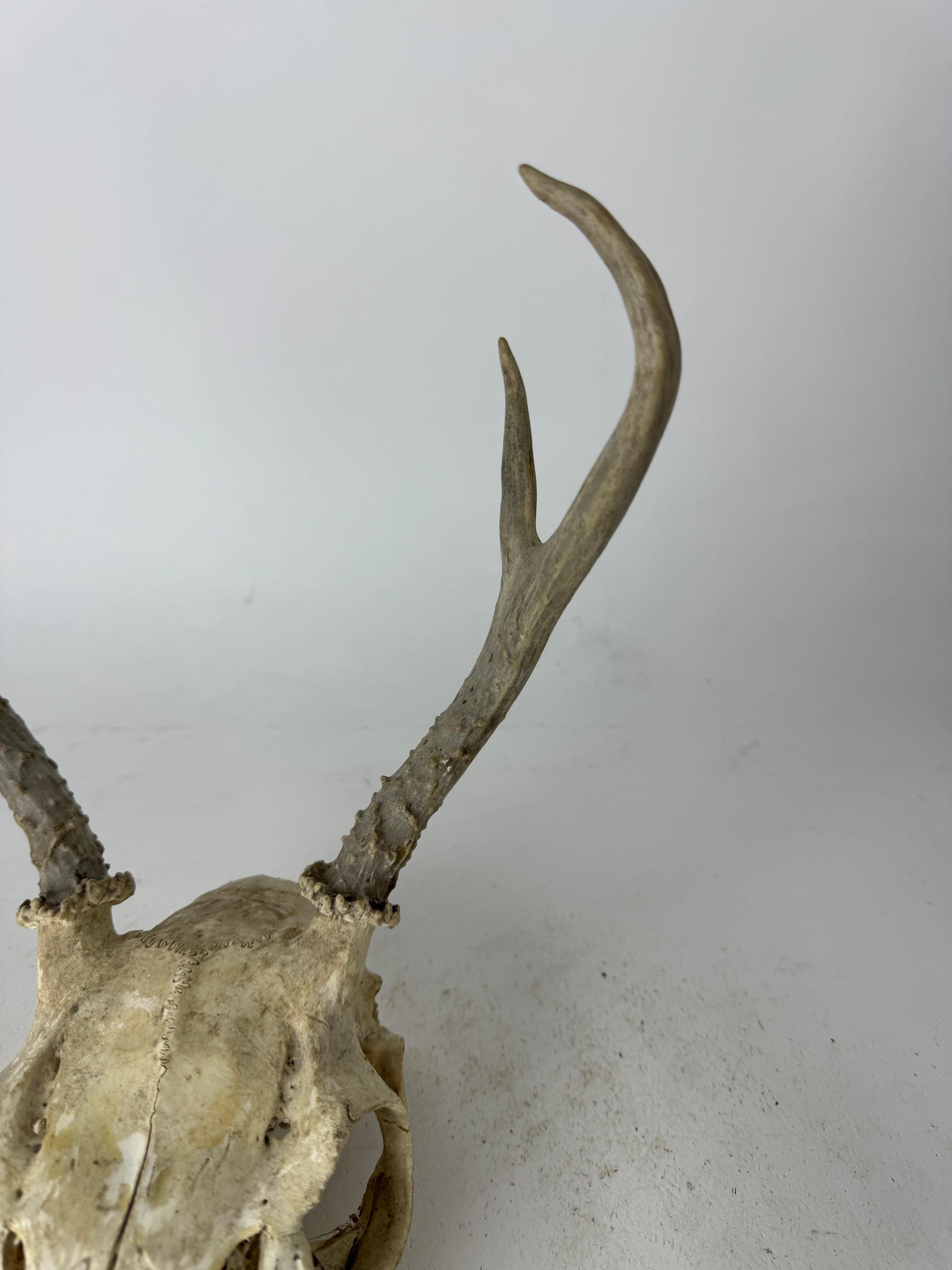 Organique Crâne de cerf vintage avec bois en vente