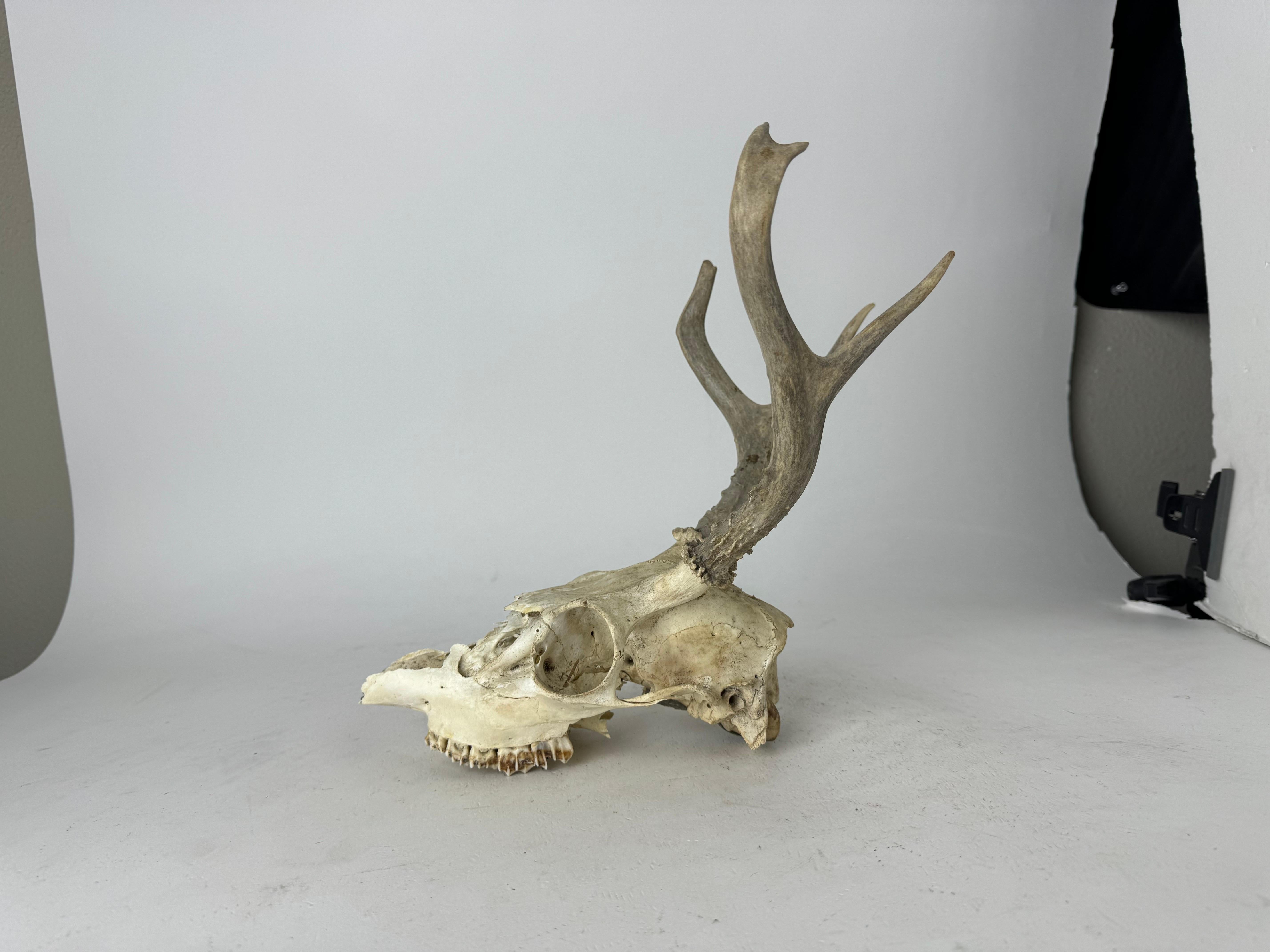 Crâne de cerf vintage avec bois Bon état - En vente à San Carlos, CA