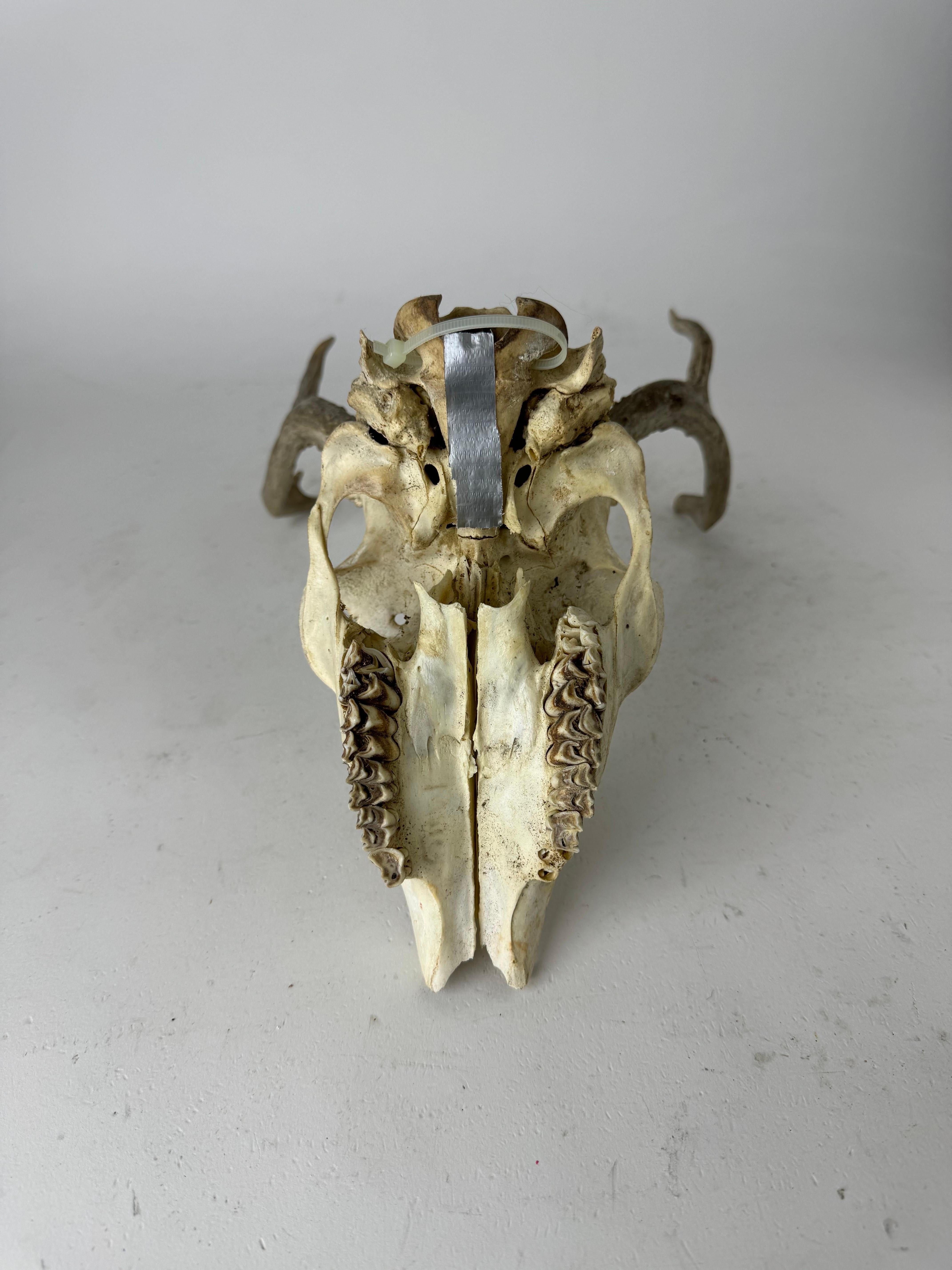 Organic Modern Vintage Deer Skull With Antlers For Sale