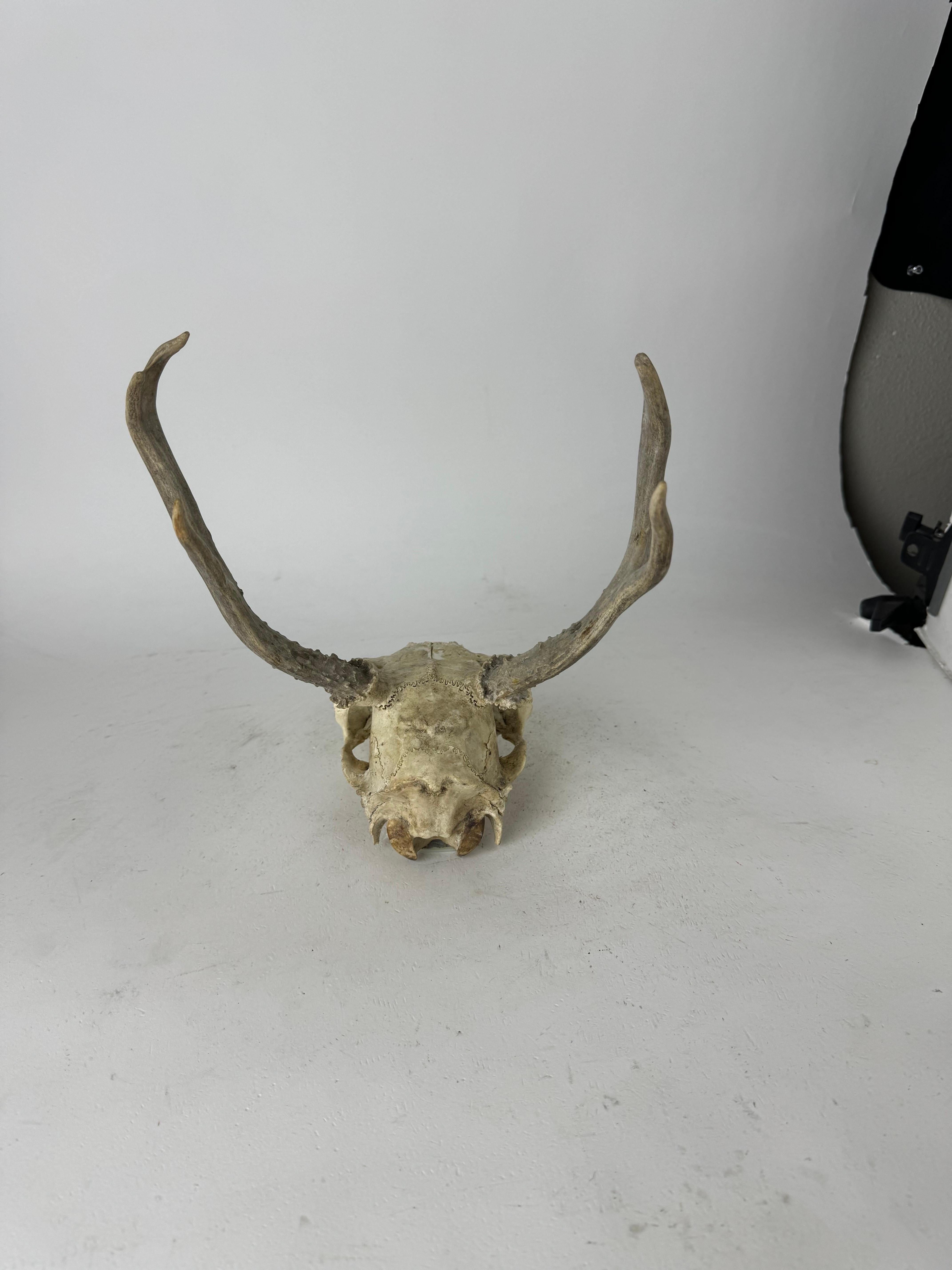 American Vintage Deer Skull With Antlers For Sale