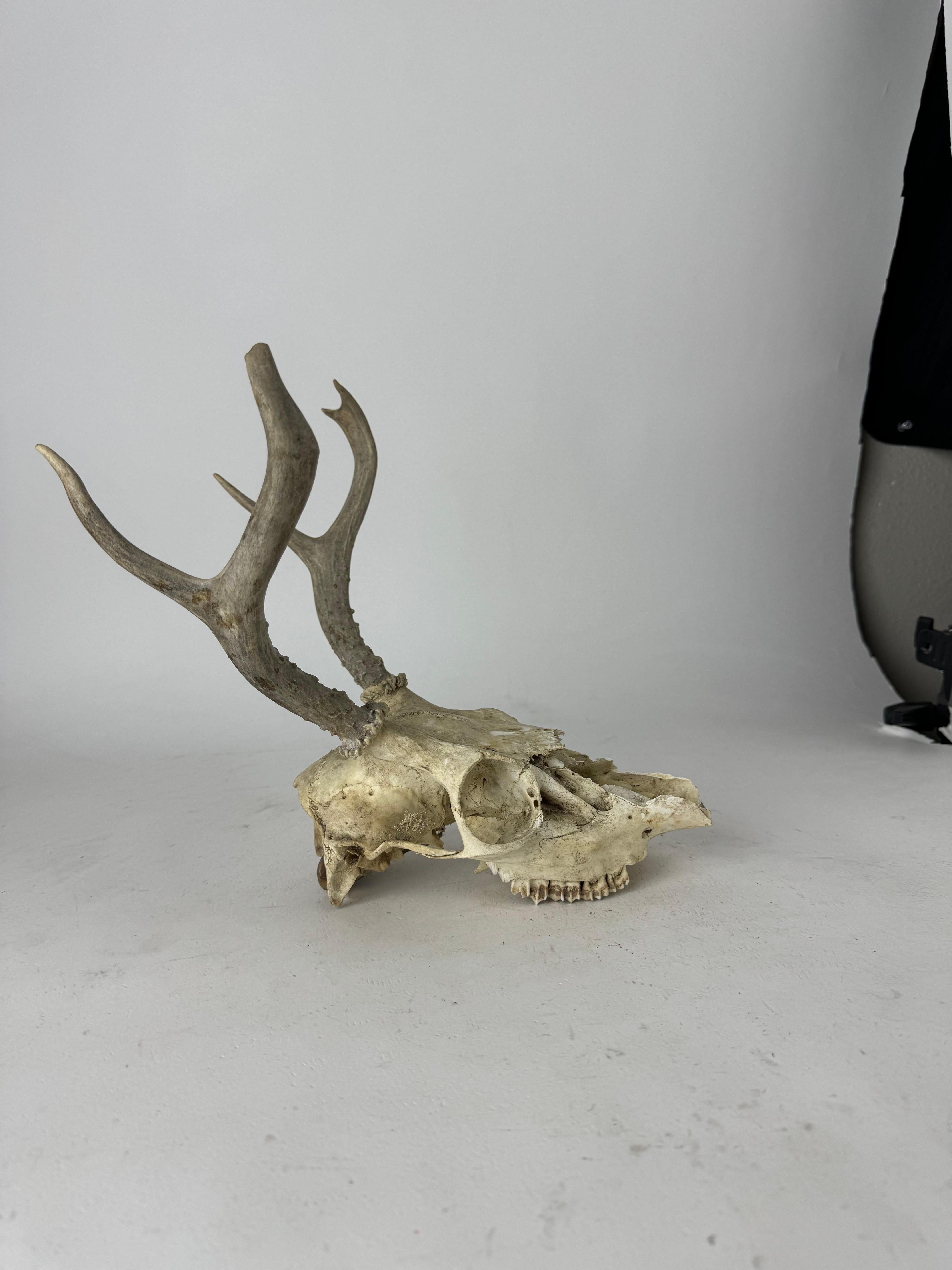 Crâne de cerf vintage avec bois en vente 1