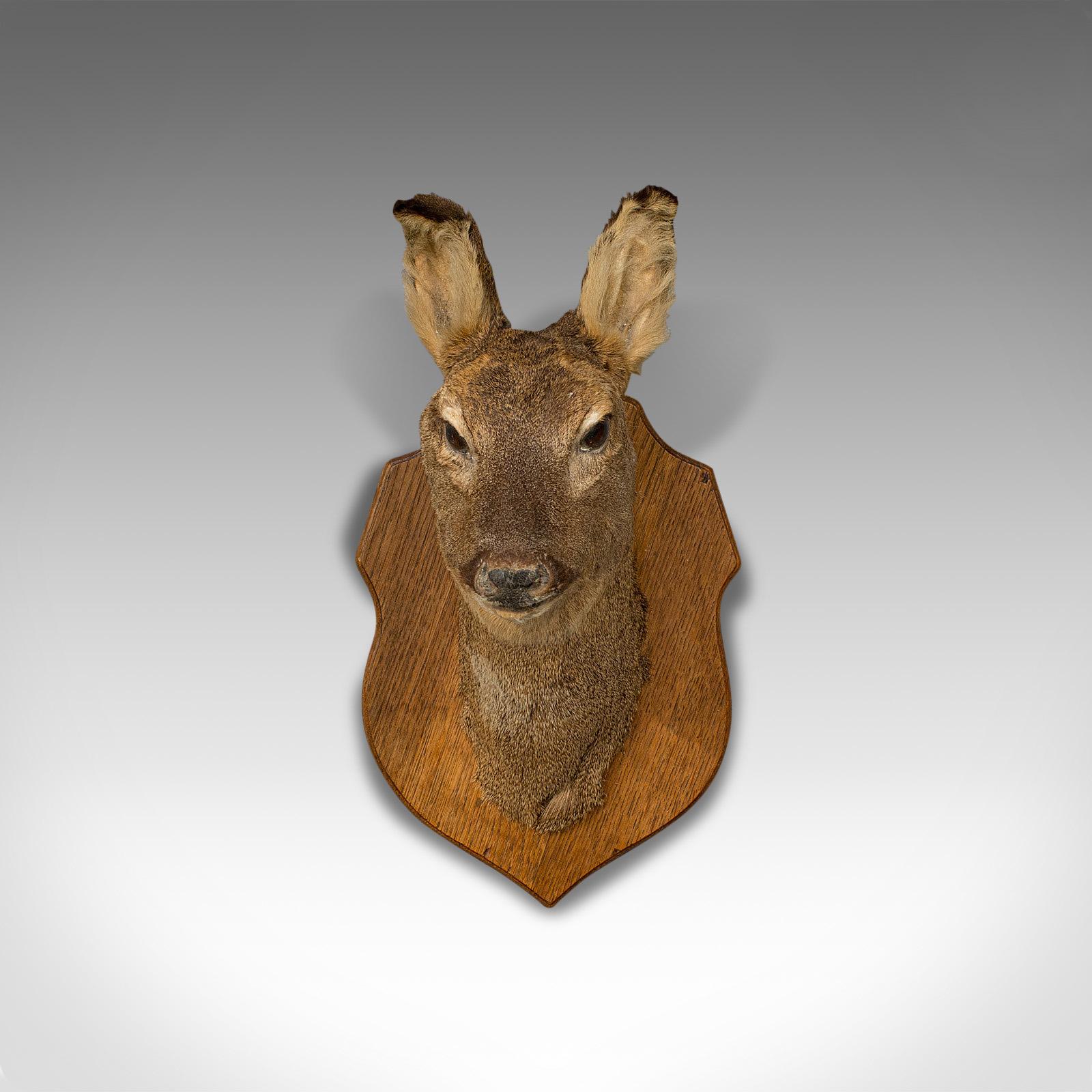 This is a vintage deer trophy. An English, taxidermy study on an oak display mount of natural countryside interest, dating to the late 20th century.

Inviting, lovingly preserved trophy
Displays a desirable aged patina
Taxidermy is of the