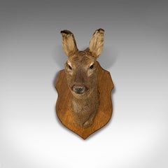 Vintage Deer Trophy, English, Taxidermy, Study, Oak, Display, Mount, Countryside
