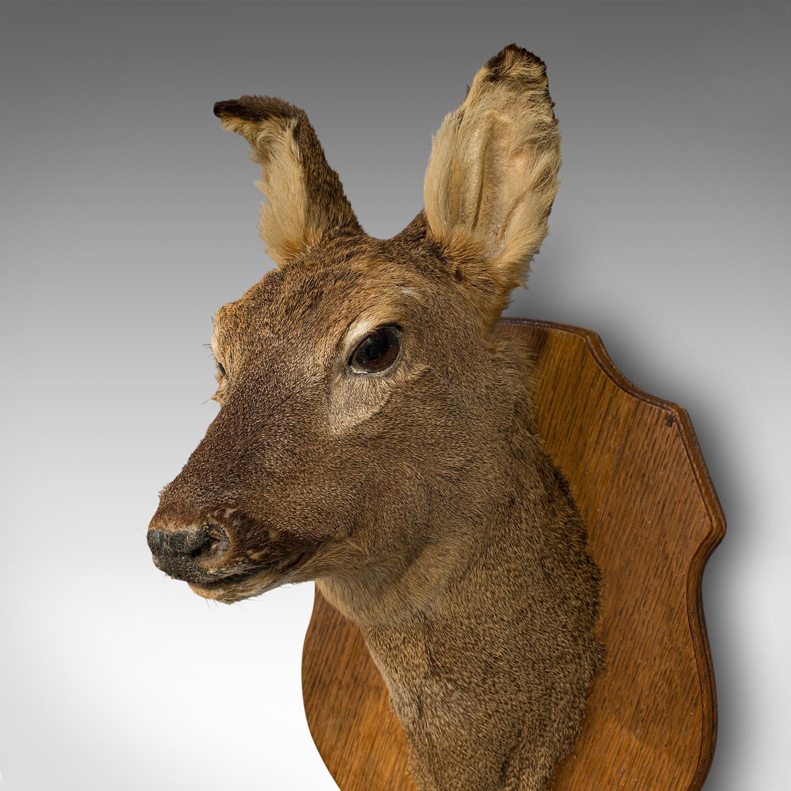Vintage Deer Trophy, English, Taxidermy, Study, Oak, Display, Mount, Countryside 1