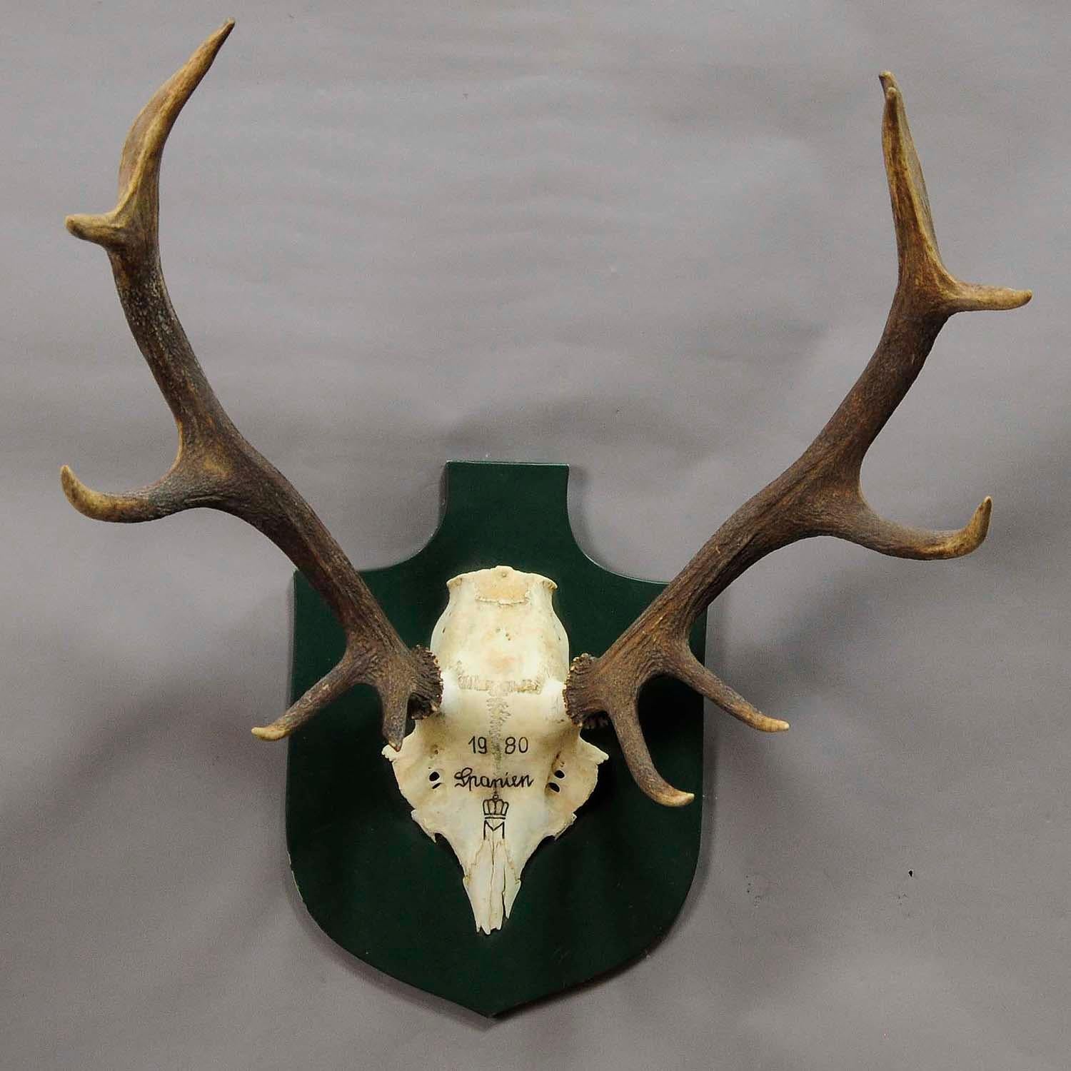 A vintage 12 pointer black forest deer trophy from the palace of Salem in south Germany. Shoot by a member of the lordly family of Baden in 1980. With handwritten inscription and family crest on the skull. Mounted on a wooden plaque, good