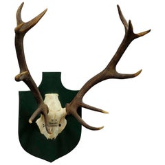 Vintage Deer Trophy Spain, Contarero with Twelve Ends Vintage Deer Trophy Spain, Contarero with Twelve Ends