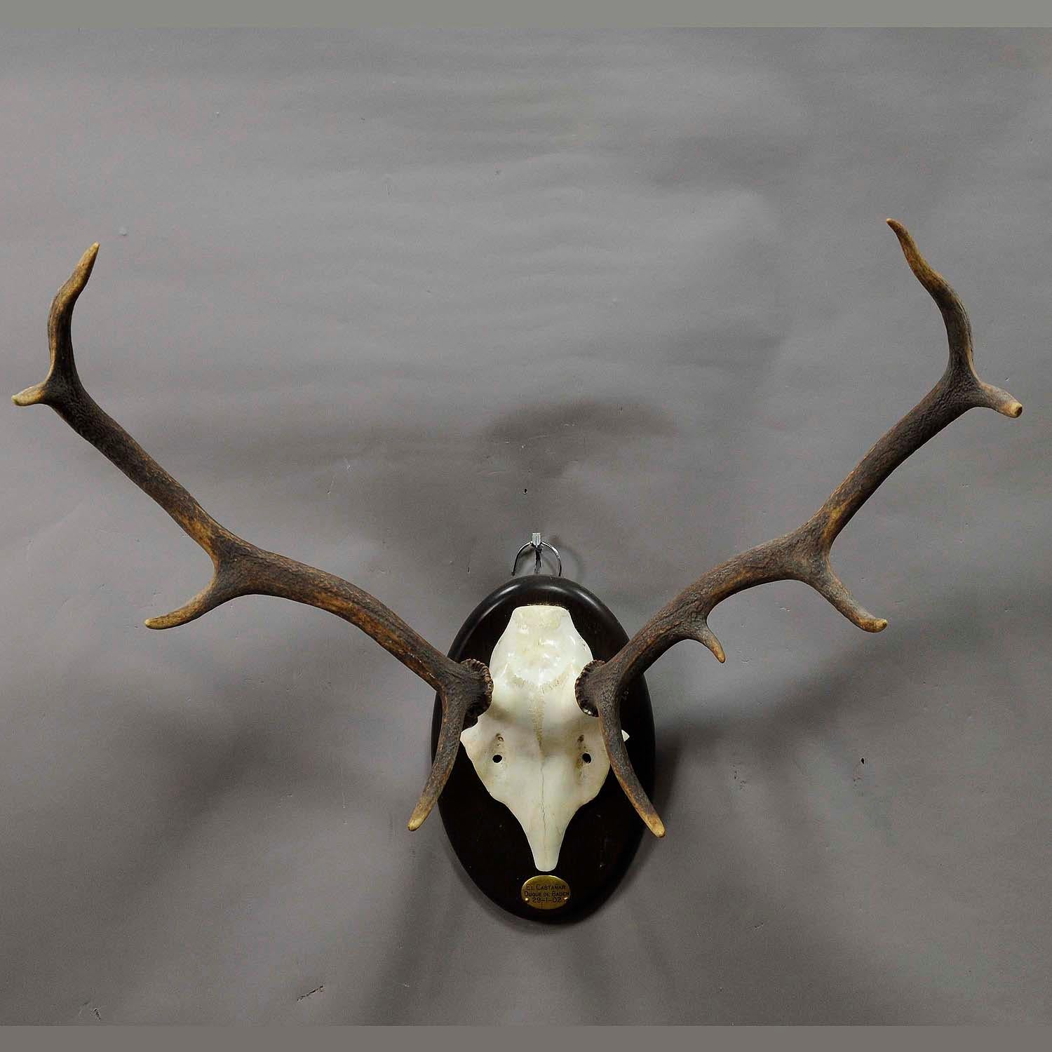 A great uneven 10 pointer black forest deer trophy from the palace of salem in south germany. Shoot by a member of the lordly family of Badenin 2002. with metal emblem on the plaque: El Castanar 2002. Mounted on a wooden plaque, good