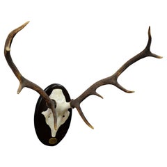 Vintage Deer Trophy Spain El Castanar 2002 Uneven Ten Ends