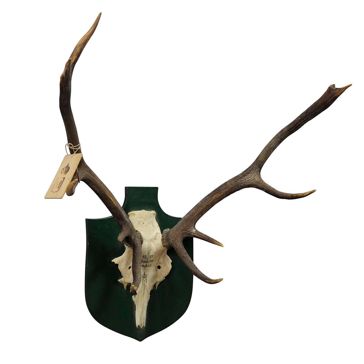 Vintage Deer Trophy Spain Toledao 1983 uneven Twelve Ends

A great uneven 12 pointer Black Forest deer (Cervus elaphus) trophy from the palace of Salem in South Germany. It was shot by a member of the lordly family of Baden in 1983. It is mounted on