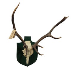 Trofeo Ciervo Vintage España Toledao 1983 desigual Doce Puntas