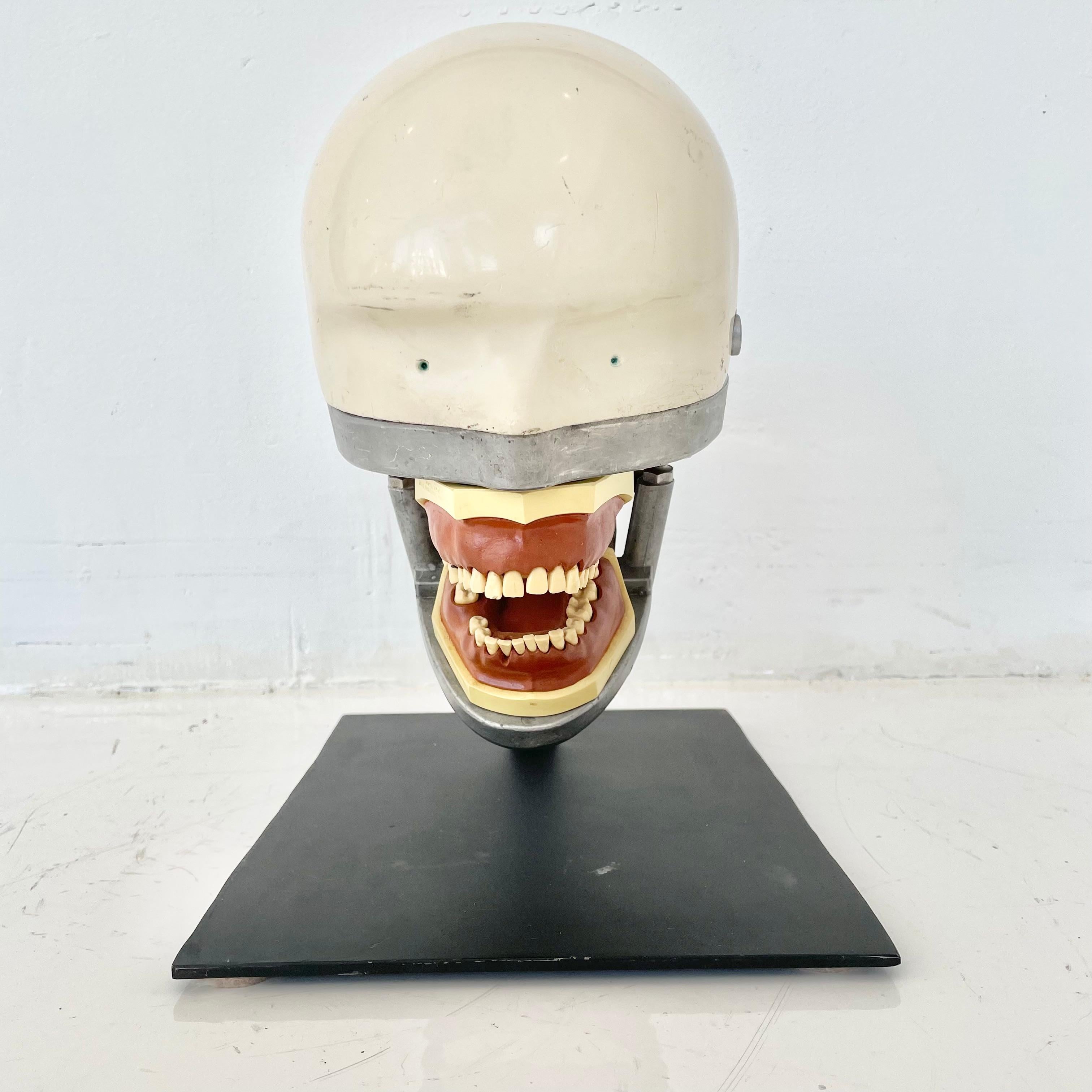 This aluminum dental head is finished in a medical off white paint that resists oxidation to allow the manikin to be used for dentistry wet work. Custom made stand. The set fits nicely with the inset vintage orthodontic tooth set that has wax gums