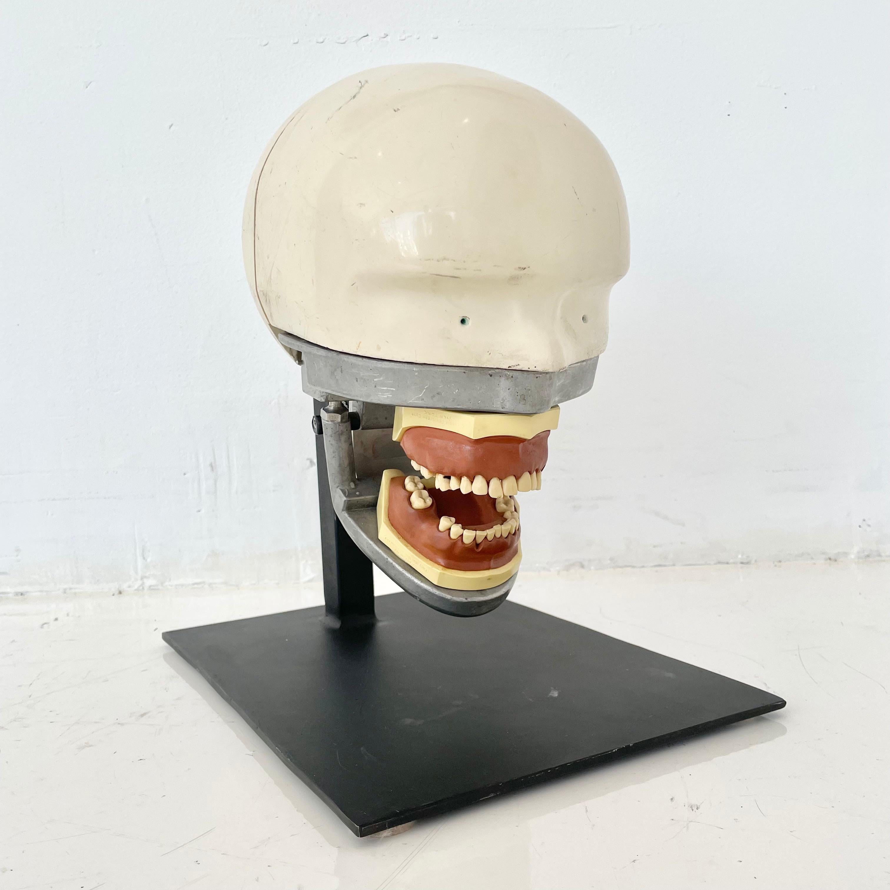 dental phantom for sale