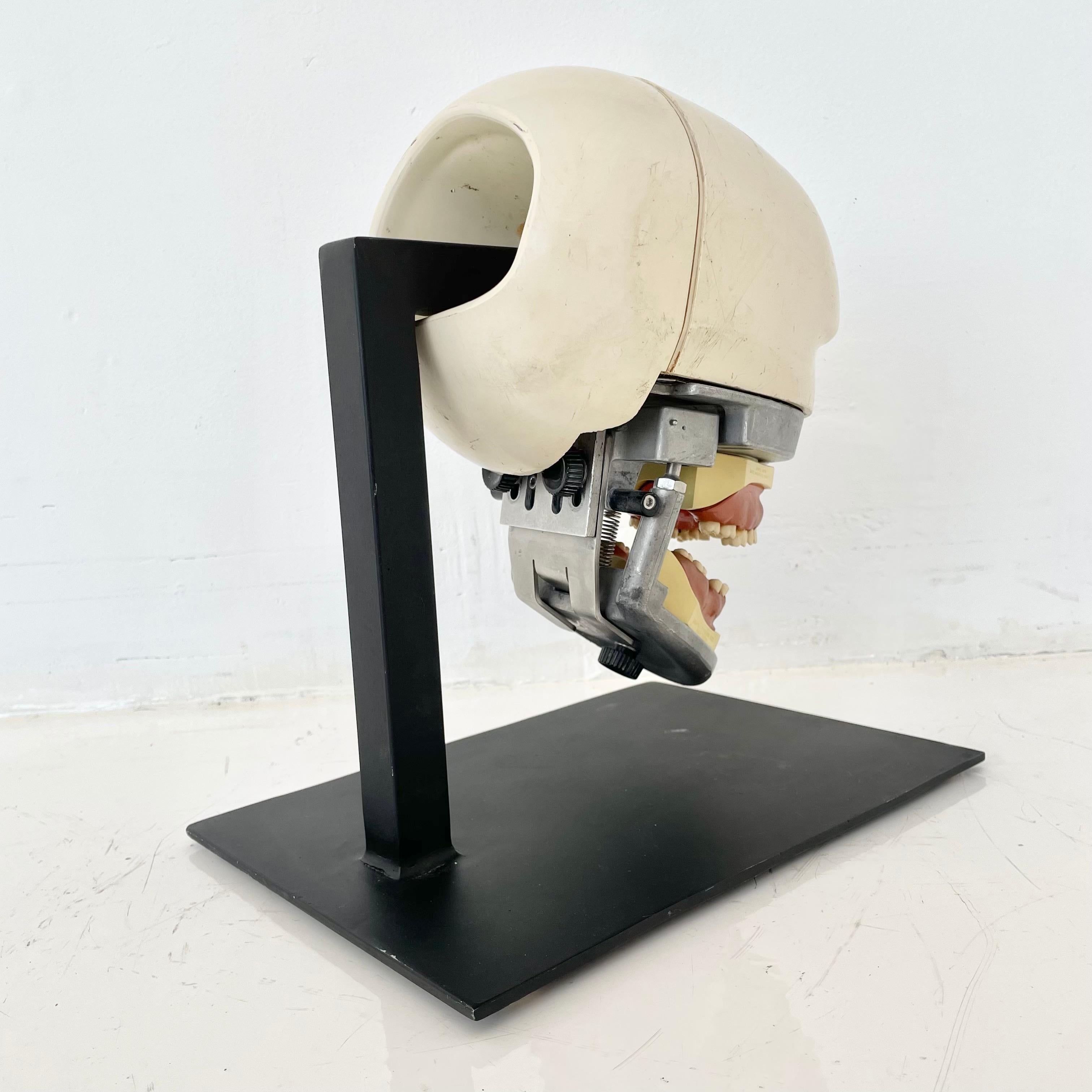 American Vintage Dental Phantom