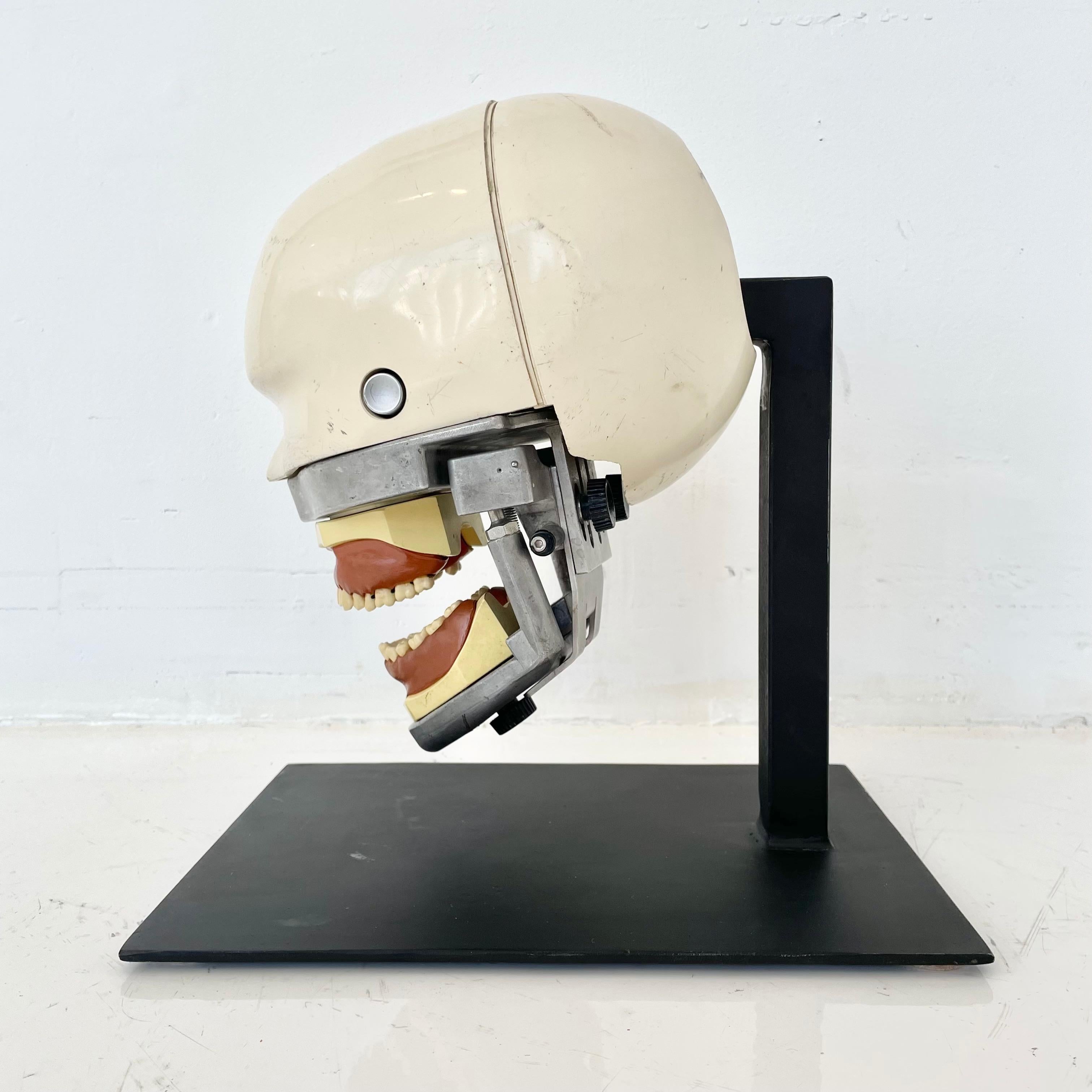 Mid-20th Century Vintage Dental Phantom