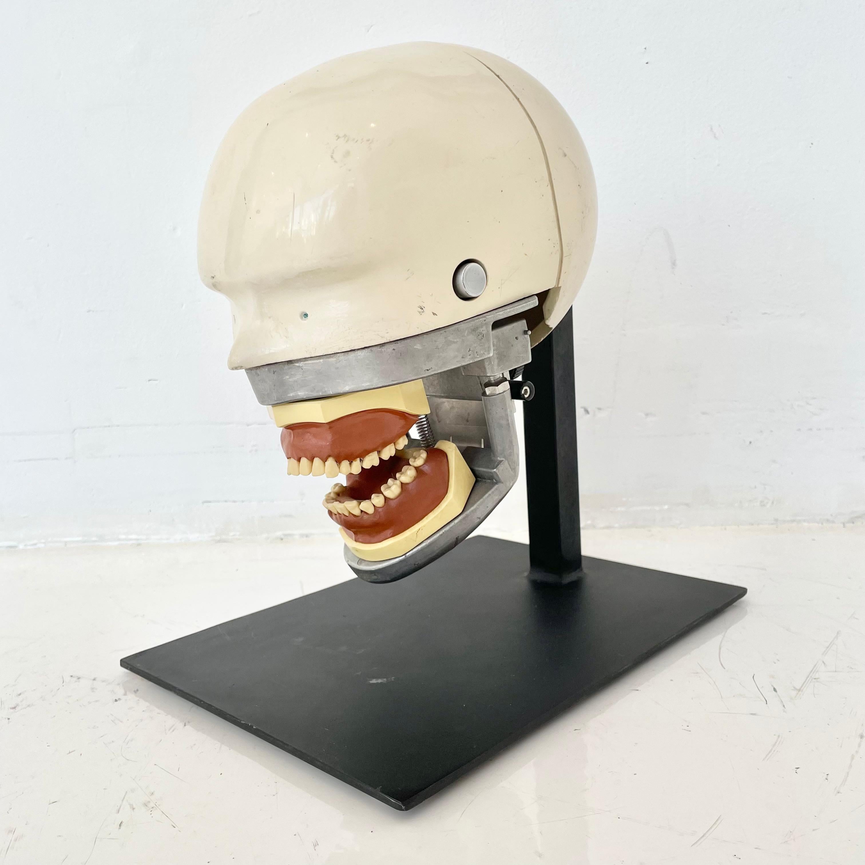 Rubber Vintage Dental Phantom