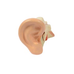 Vintage Didatisches Anatomisches Modell eines vergrößerten menschlichen Ohrs, Deutschland, 1960er Jahre
