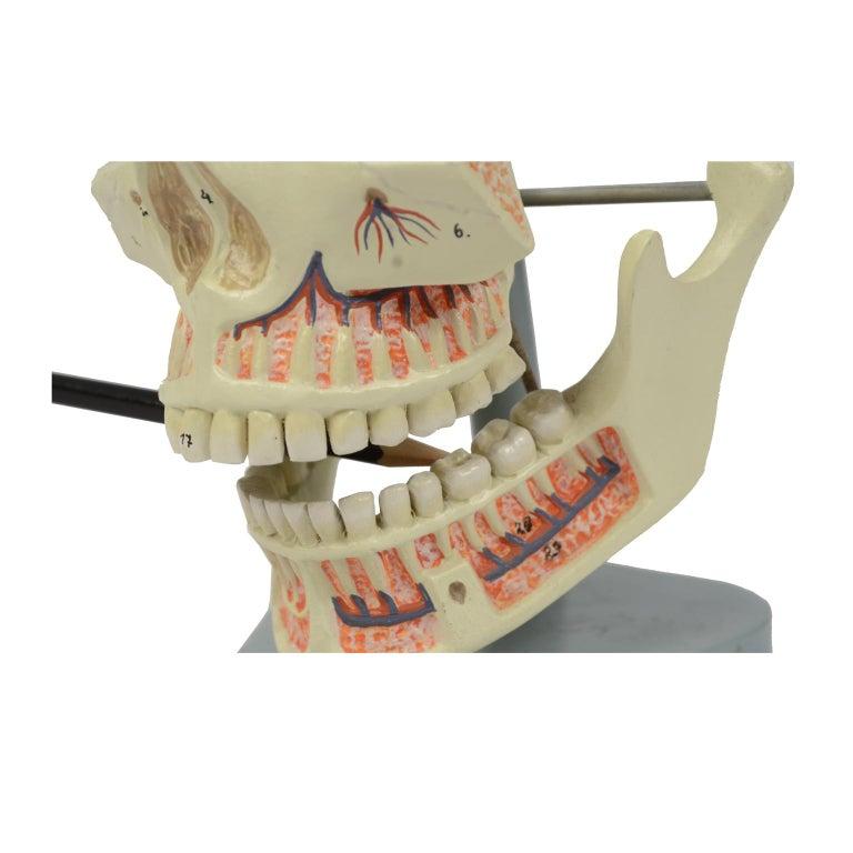 Vintage Didactic Medical Anatomic Model of Mandible and Jaw Made in the 1950s 5