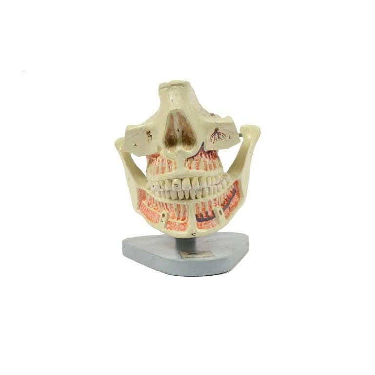 Anatomic model of a mandible and a complete jaw of the lower and upper dental arch made in the 1950s, made of hand-colored cellon and mounted on a bakelite base. The jaw, which is a fixed bone, is fixed to the jaw by a spring which allows to show