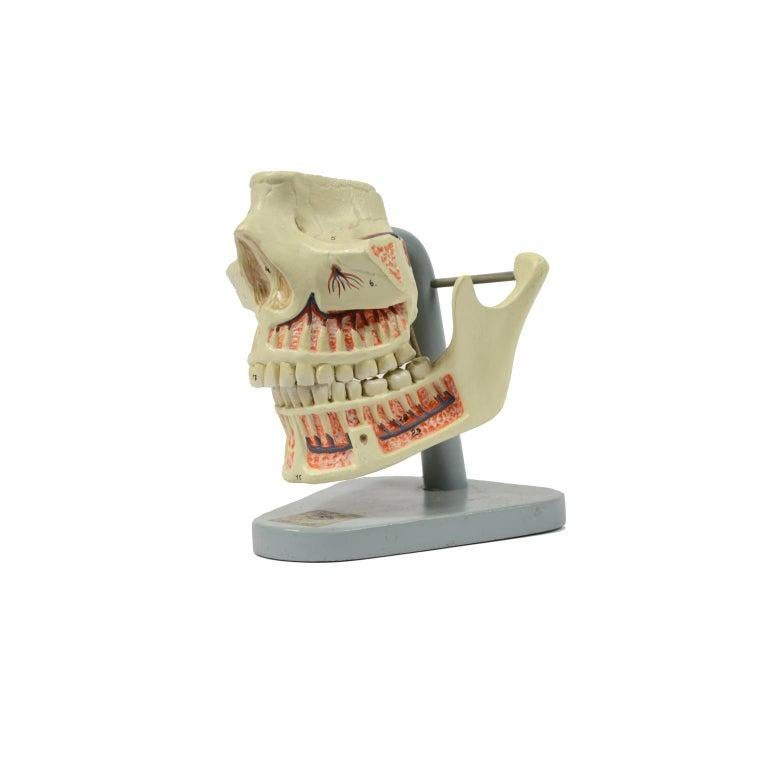 correctly label the anatomical parts of the mandible