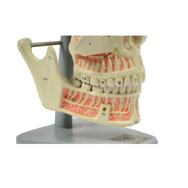 Mid-20th Century Vintage Didactic Medical Anatomic Model of Mandible and Jaw Made in the 1950s
