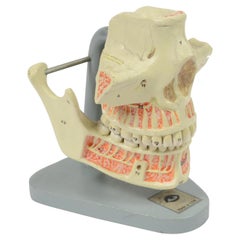 Vintage Didactic Medical Anatomic Model of Mandible and Jaw Made in the 1950s