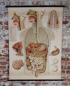 Gráfico Vintage del Aparato Digestivo