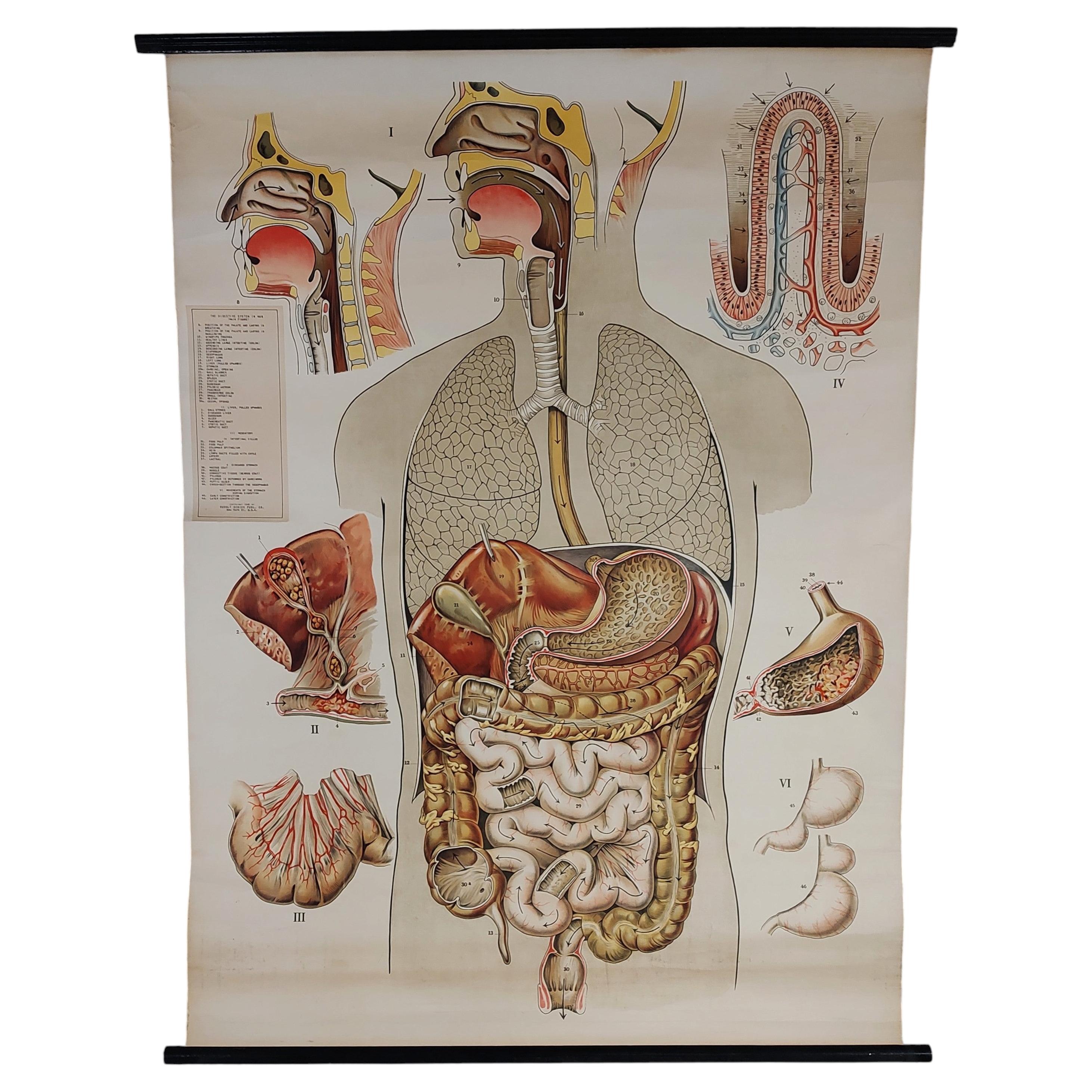 Vintage Digestive System Wall Chart For Sale