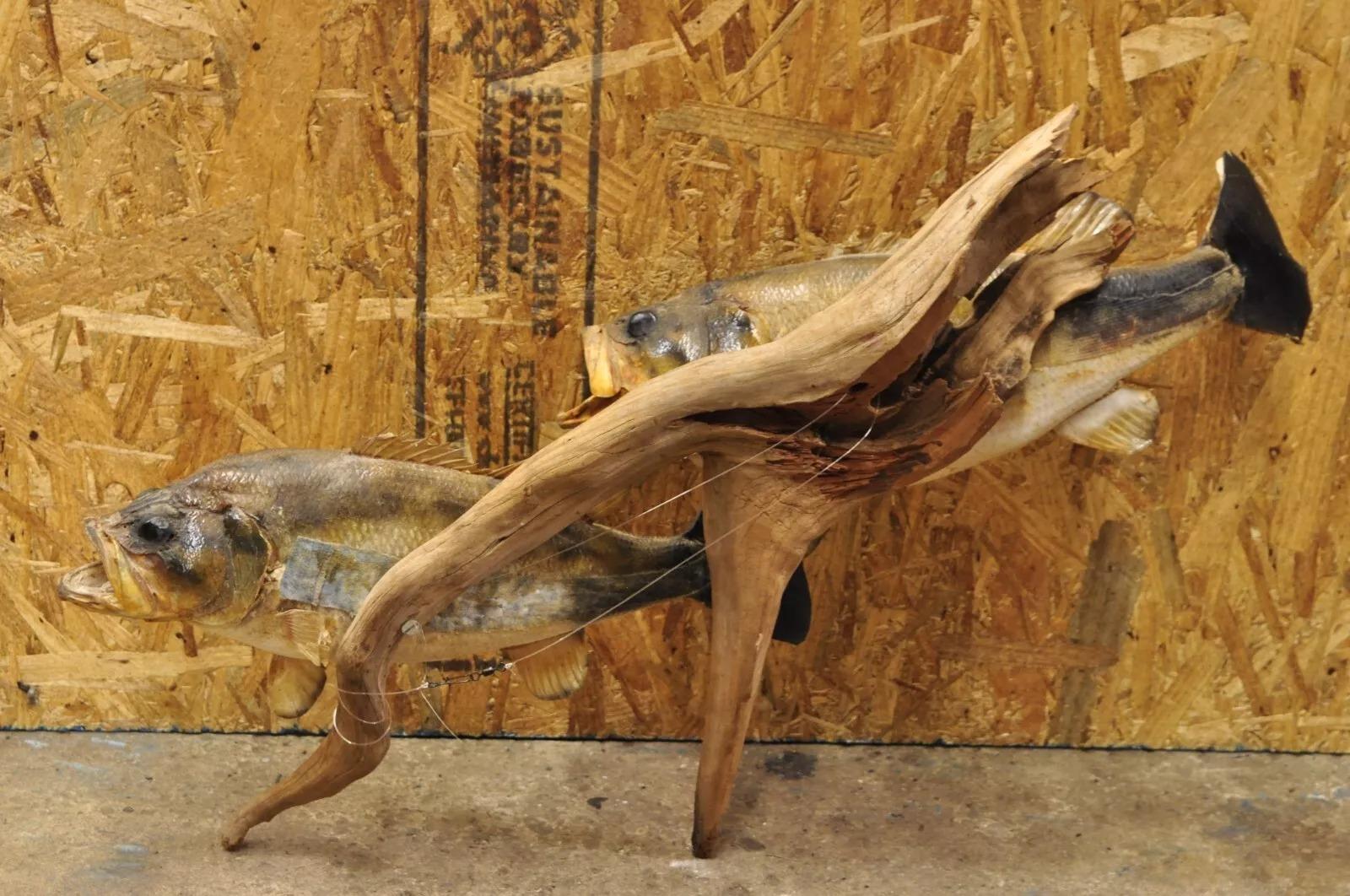 Vintage Double Largemouth Bass Wall Mount Taxidermy Real Skin Fishing Wall Decor For Sale 3