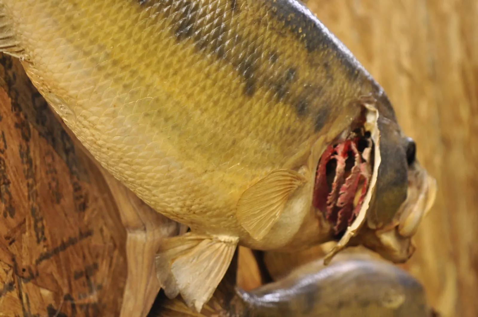 Vintage Double Largemouth Bass Wall Mount Taxidermy Real Skin Fishing Wall Decor For Sale 4