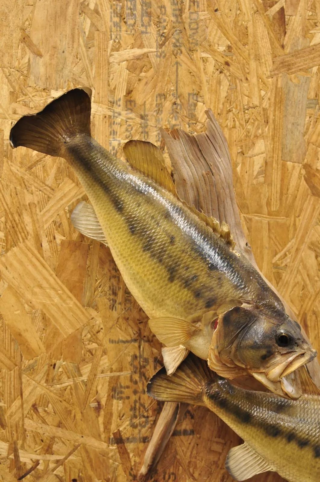 Vintage Double Largemouth Bass Wall Mount Taxidermy Real Skin Fishing Wall Decor For Sale 5