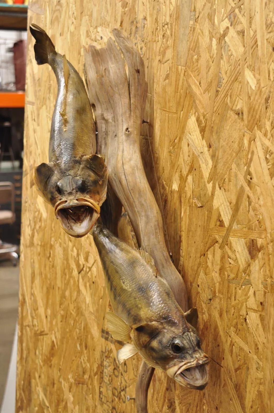 Vintage Double Largemouth Bass Wall Mount Taxidermy Real Skin Fishing Wall Decor. Circa Mid 20th Century. Measurements (Overall): 26