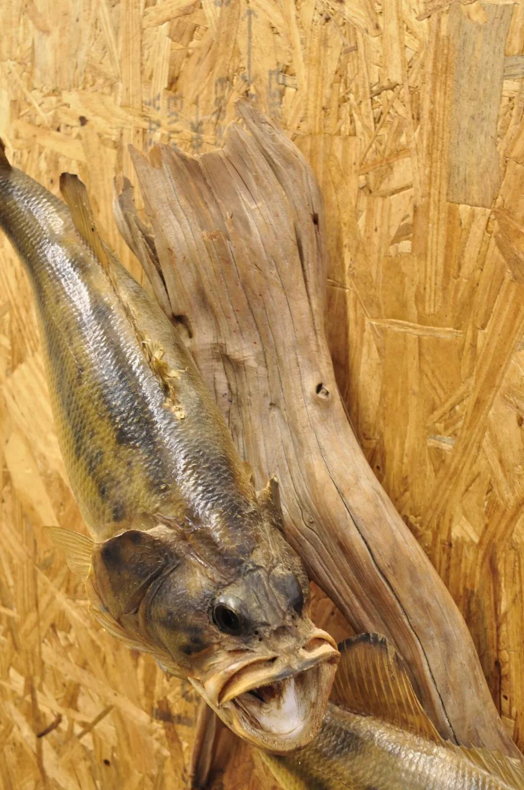 Rustic Vintage Double Largemouth Bass Wall Mount Taxidermy Real Skin Fishing Wall Decor For Sale