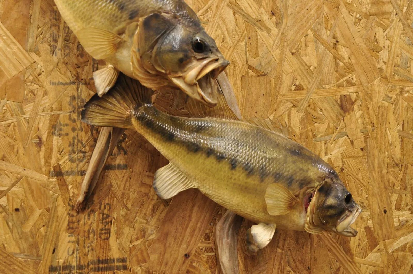 Unknown Vintage Double Largemouth Bass Wall Mount Taxidermy Real Skin Fishing Wall Decor For Sale