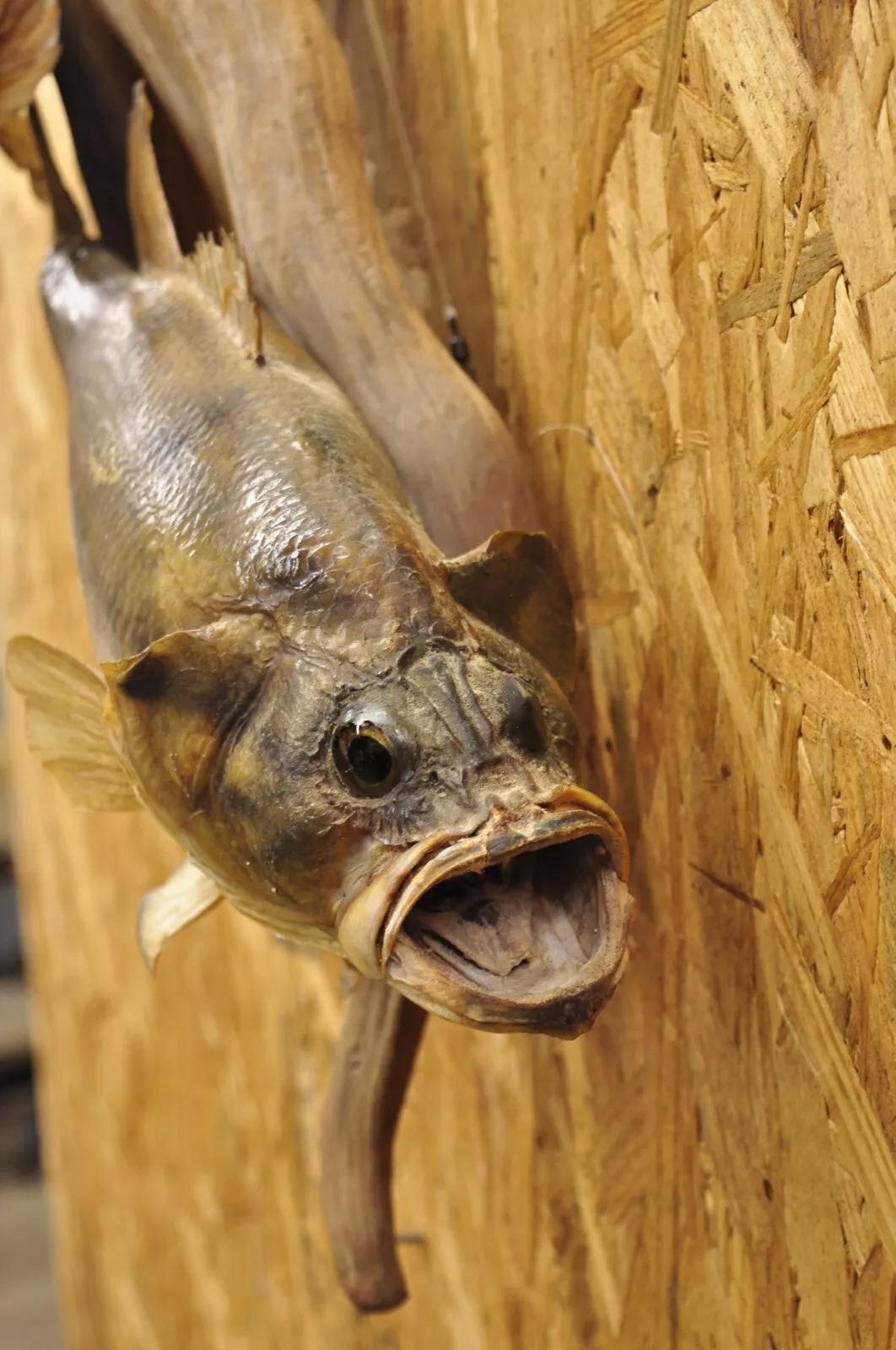 Vintage Double Largemouth Bass Wall Mount Taxidermy Real Skin Fishing Wall Decor In Good Condition For Sale In Philadelphia, PA