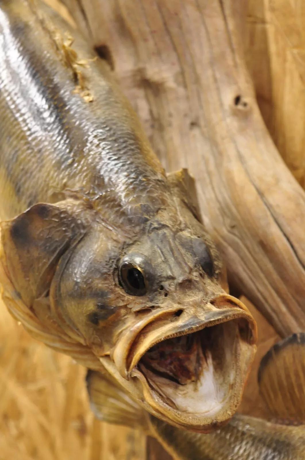 20th Century Vintage Double Largemouth Bass Wall Mount Taxidermy Real Skin Fishing Wall Decor For Sale