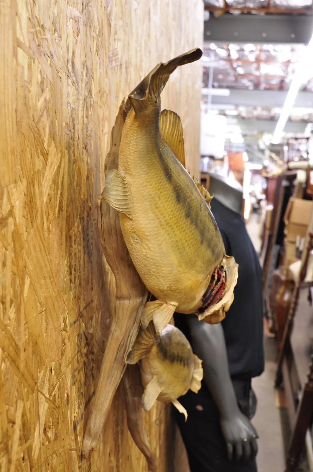 Vintage Double Largemouth Bass Wall Mount Taxidermy Real Skin Fishing Wall Decor For Sale 1