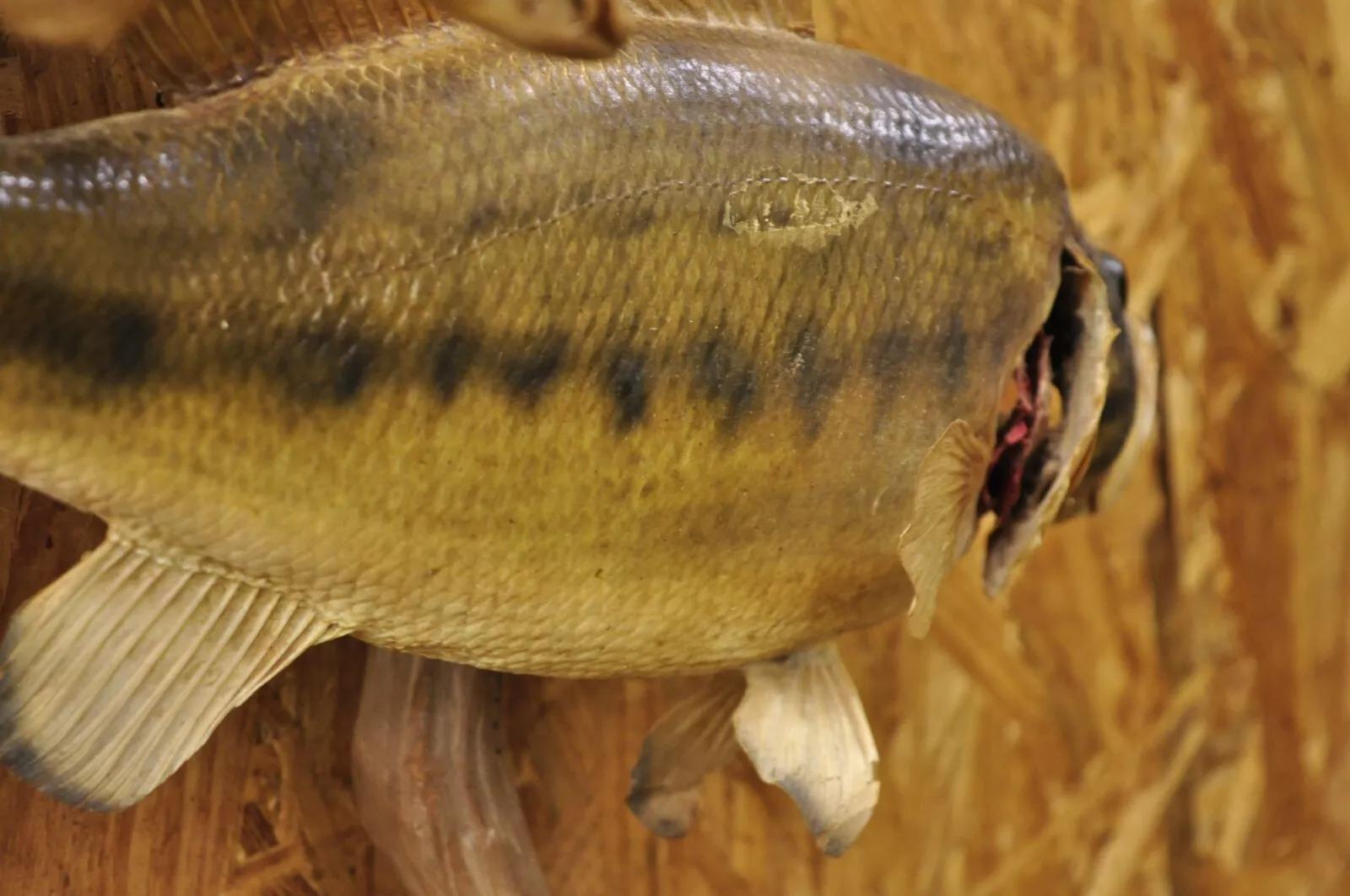 Vintage Double Largemouth Bass Wall Mount Taxidermy Real Skin Fishing Wall Decor For Sale 2