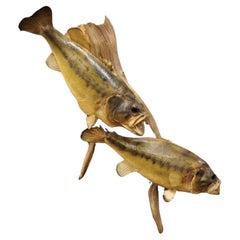 Vintage Double Largemouth Bass Wall Mount Taxidermy Real Skin Fishing Wall Decor