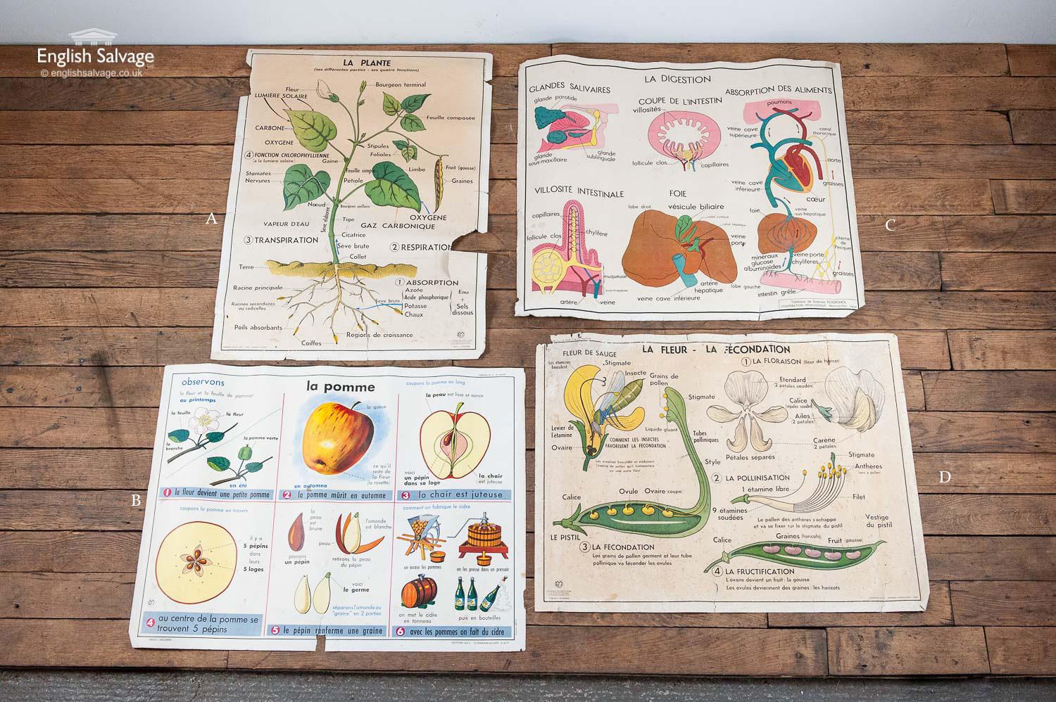 Vintage French midcentury biology posters by Rossignol, probably salvaged from a school. They are beautifully illustrated and double sided. They have some small tears to the paper where they have been fastened to the wall, and the edges are somewhat