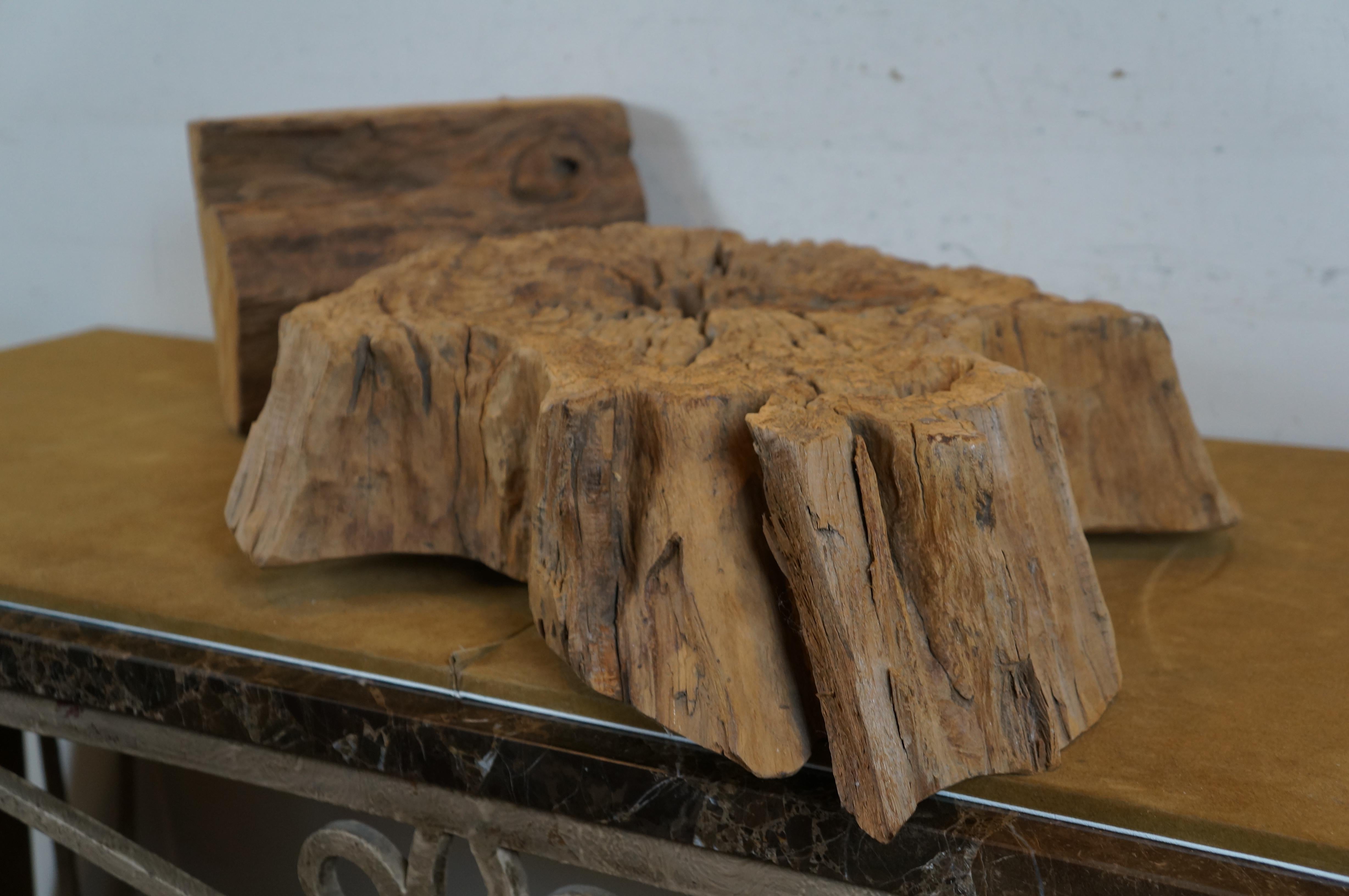Vintage Driftwood Root Slice Heavy Slab Sculpture on Stand 28