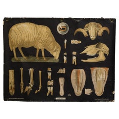 Antique Dutch Science Class Chart of Sheep Anatomy c.1930